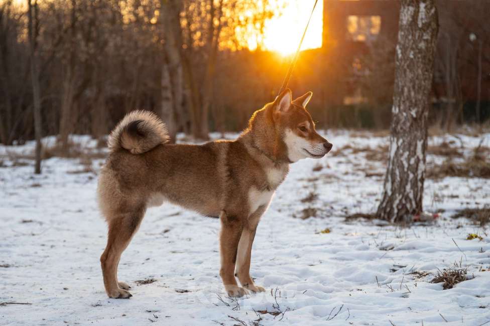 Собаки в Москве: Щенок сиба ину окраса сезам Мальчик, Бесплатно - фото 3