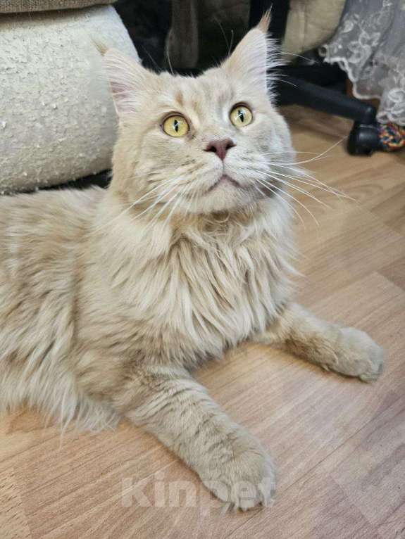 Кошки в Волжском: Найден кот в Волжском, 24 мкр Мальчик, Бесплатно - фото 3