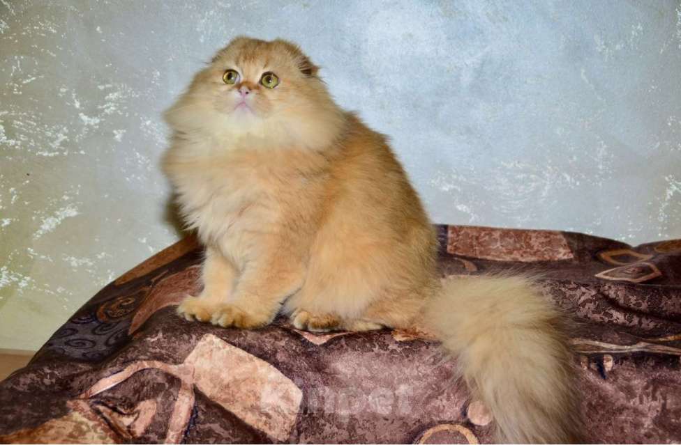 Кошки в Москве: Девочка хайленд фолд Девочка, 35 000 руб. - фото 4