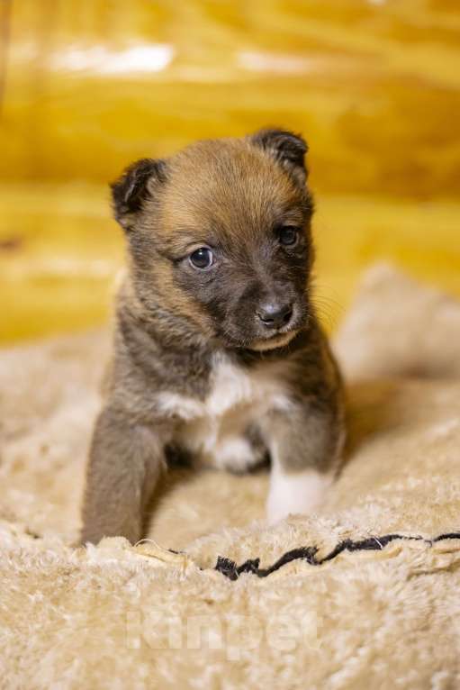 Собаки в других городах Московской области: Малышка Аля Девочка, Бесплатно - фото 1