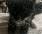 Кошки в других городах Ленинградской области: Чернышка Девочка, Бесплатно - фото 3