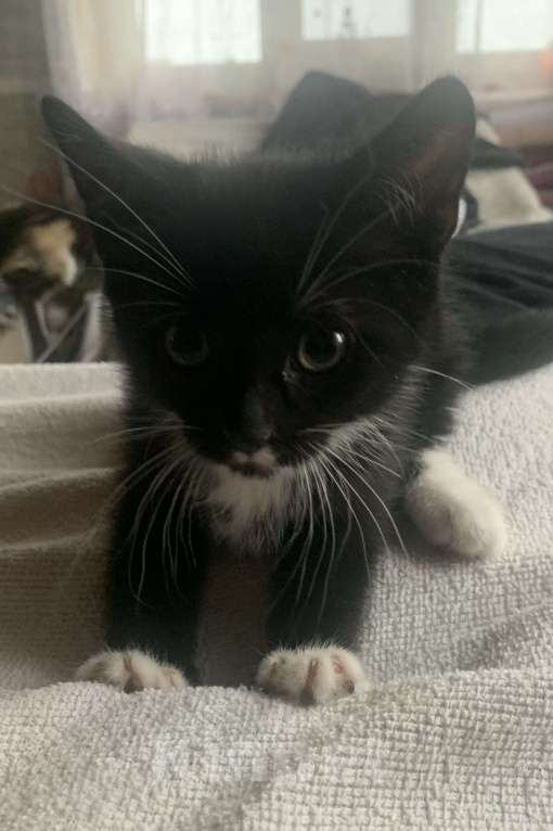 Кошки в других городах Ленинградской области: Чернышка Девочка, Бесплатно - фото 3