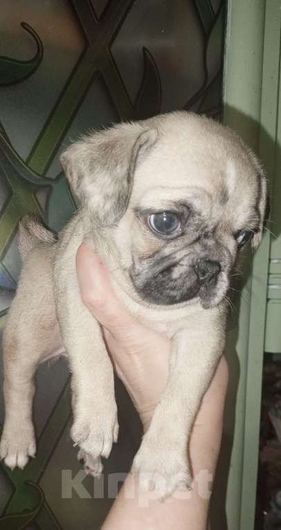 Собаки в Красногорске: Мопсики редких окрасов  Девочка, 70 000 руб. - фото 6