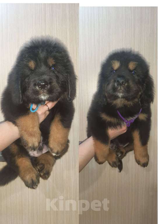 Собаки в Курганинске: Щенки тибетского мастифа  Девочка, Бесплатно - фото 7