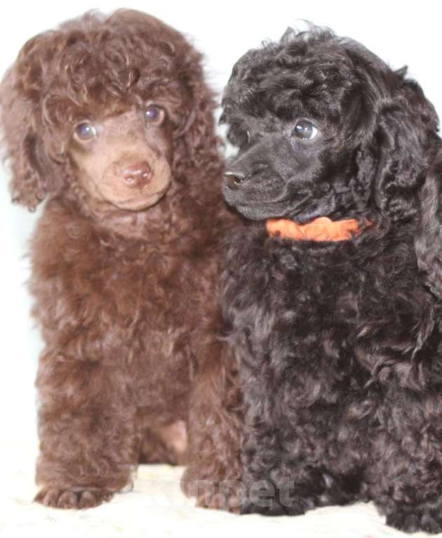 Собаки в Москве: Миниатюрный ( той)  пудель  Мальчик, 120 000 руб. - фото 2