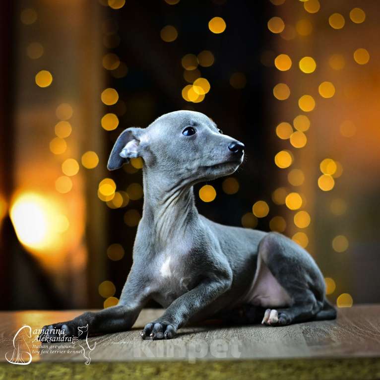 Собаки в Нижнем Новгороде: Щенок левретки Мальчик, 80 000 руб. - фото 2