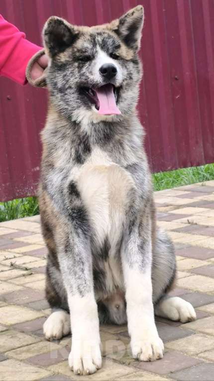 Собаки в Смоленске: Щенок японская акита Мальчик, 25 000 руб. - фото 7