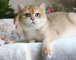 Кошки в Москве: Британский мальчик золотая шиншилла Мальчик, 55 000 руб. - фото 2