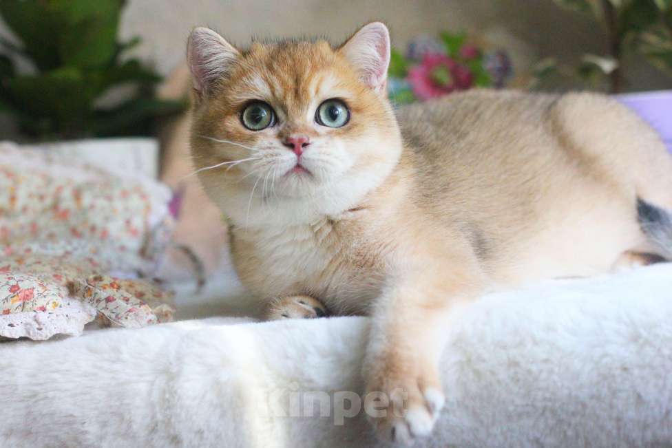 Кошки в Москве: Британский мальчик золотая шиншилла Мальчик, 55 000 руб. - фото 2