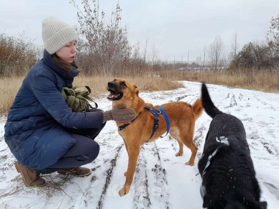 Собаки в Москве: Рыжее солнышко Мальчик, Бесплатно - фото 2