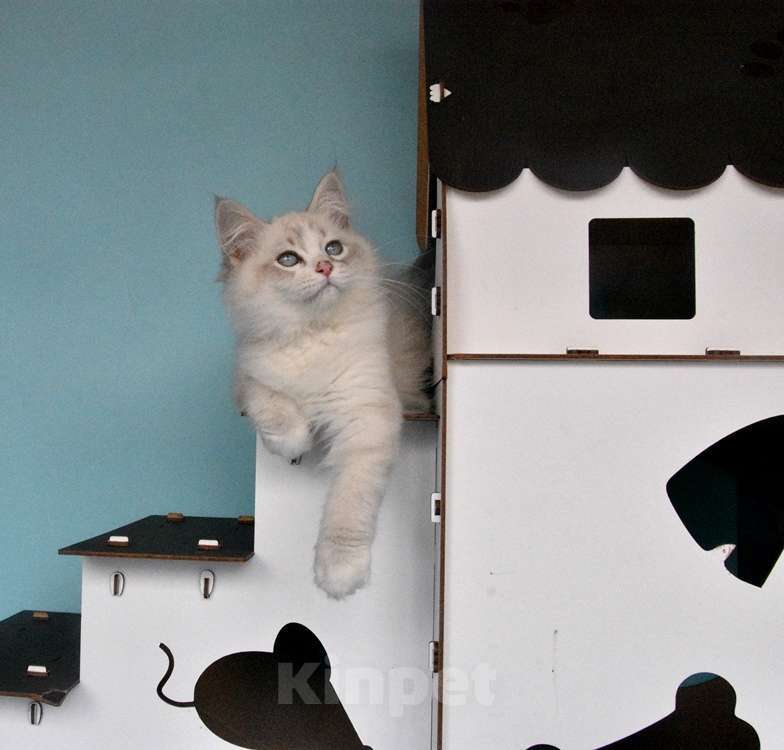 Кошки в Москве: Синеглазый сибирский котик Мальчик, Бесплатно - фото 5