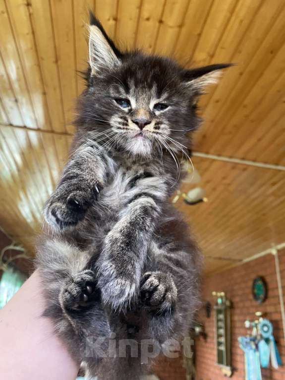 Кошки в других городах Московской области: Мейн-кун мальчик  Мальчик, 60 000 руб. - фото 4