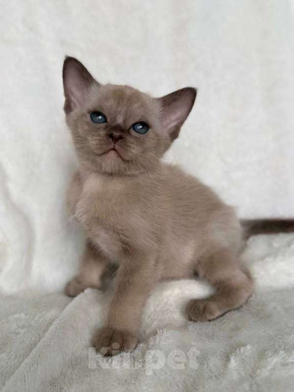 Кошки в Москве: Бурманский мальчик Энакин. Бронирование! Мальчик, 80 000 руб. - фото 1