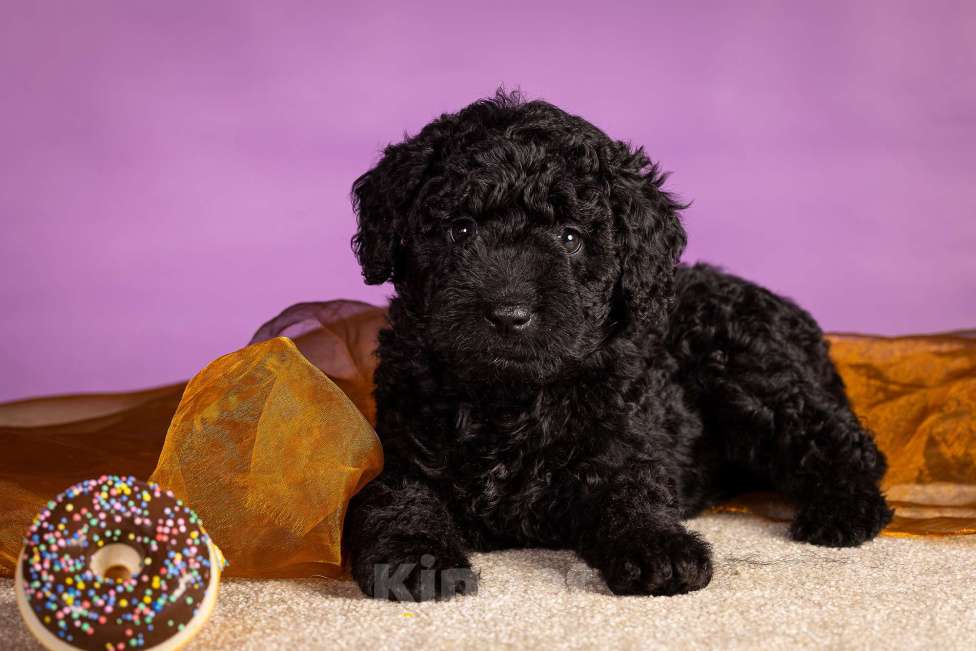 Собаки в Москве: EPIKA THOPH Испанская Водяная собака Девочка, 150 000 руб. - фото 6