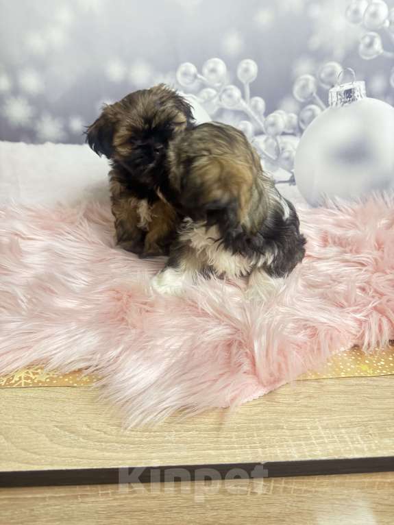 Собаки в Смоленске: Малышка в очень ярком окрасе Девочка, 35 000 руб. - фото 3