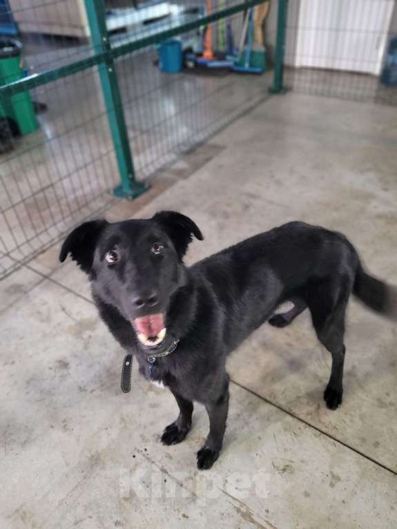 Собаки в Москве: Ему тяжело в приюте. Спасите его оттуда Мальчик, Бесплатно - фото 3