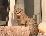 Кошки в Москве: Кот Василий ищет дом Мальчик, Бесплатно - фото 2