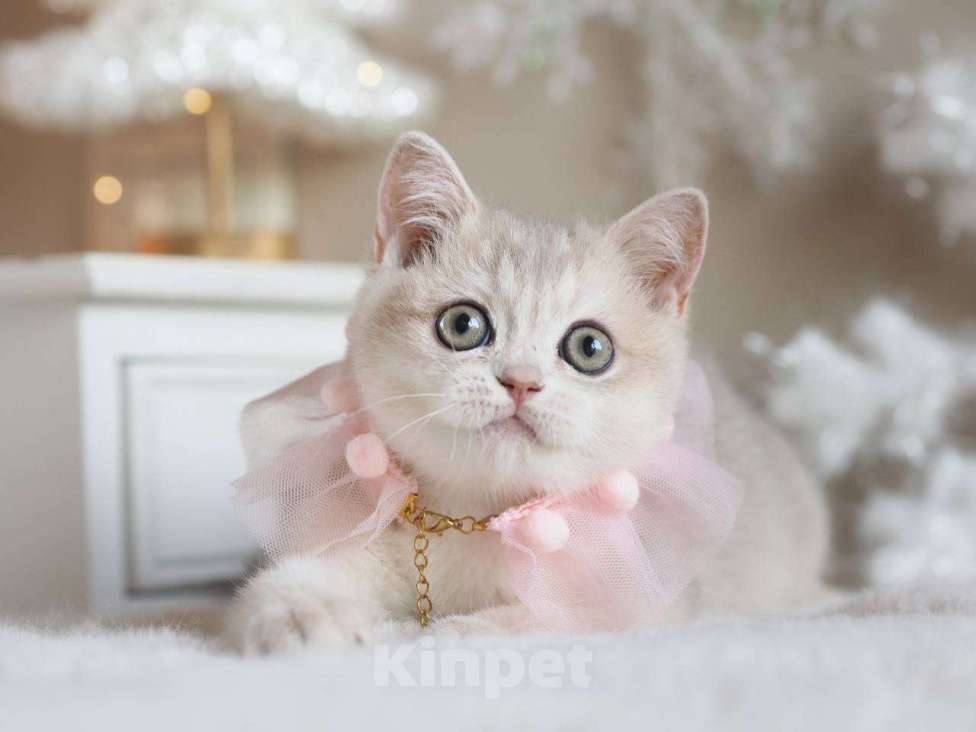 Кошки в Москве: Британская девочка Аура Девочка, 100 000 руб. - фото 6