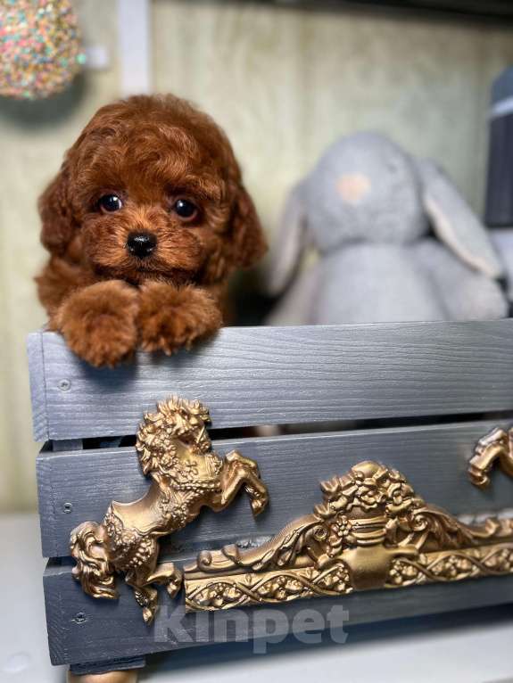 Собаки в Москве: Щенок той пудель Мальчик, 300 000 руб. - фото 5