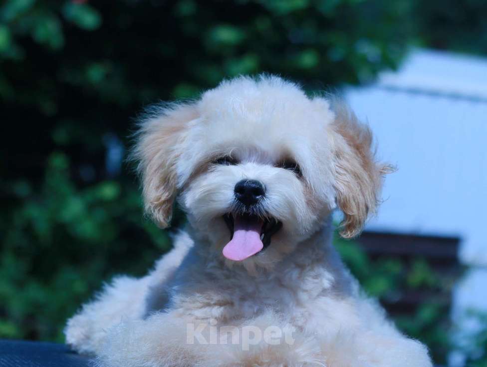 Собаки в Москве: мальтипу Ф1 щенки Мальчик, 70 000 руб. - фото 6