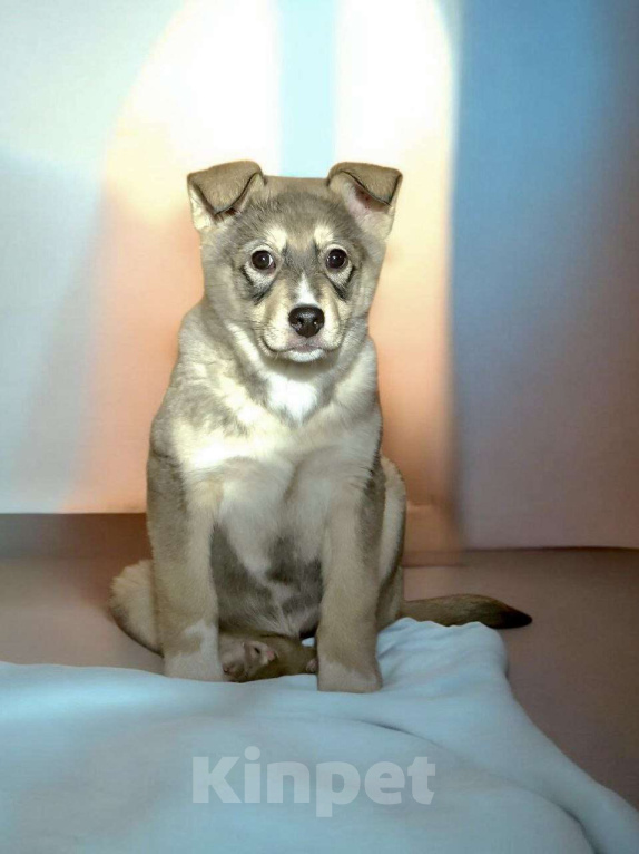 Собаки в Москве: Щенок Луна ищет дои Девочка, Бесплатно - фото 3