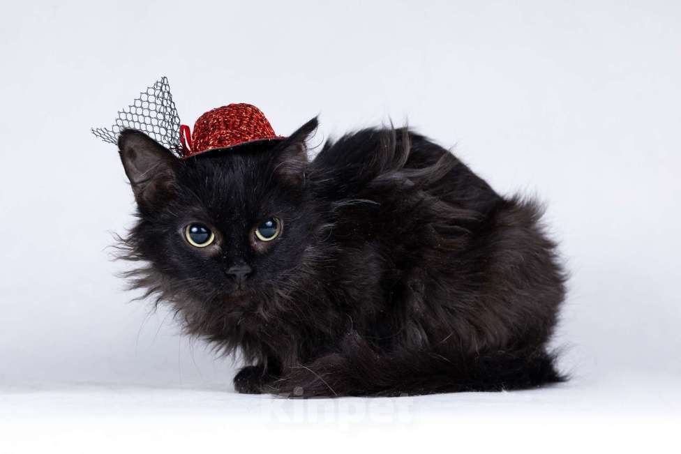 Кошки в Москве: Метис девон-рекса черная кошечка Лора в добрые руки Девочка, 1 руб. - фото 1