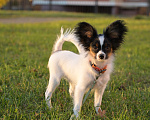 Собаки в Фрязино: Баатыр Эл (Батя) Мальчик, 80 000 руб. - фото 1