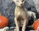 Кошки в Ливны: Сфинкс, 20 000 руб. - фото 2