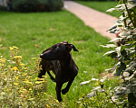 Собаки в Саратове: Левретки щенок Мальчик, 80 руб. - фото 6