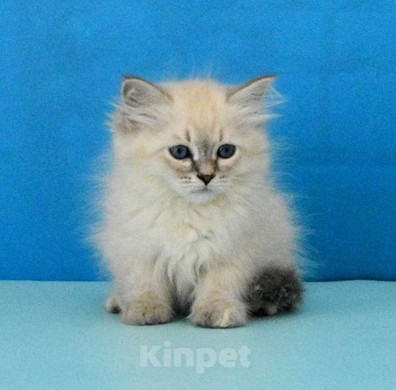 Кошки в Москве: Красотка Пенелопа Девочка, Бесплатно - фото 1