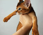 Кошки в Москве:  красивейший абиссинский котенок Мальчик, 17 900 руб. - фото 3