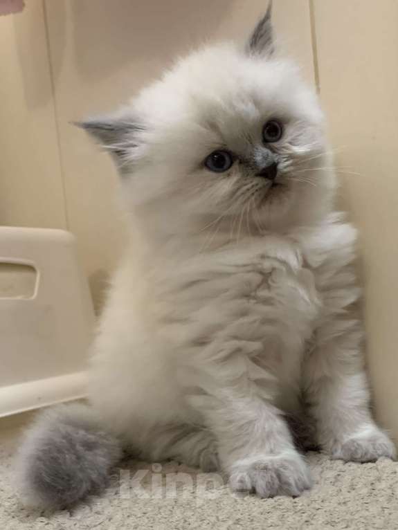 Кошки в Краснодаре: Застенчивый малыш Мальчик, Бесплатно - фото 4