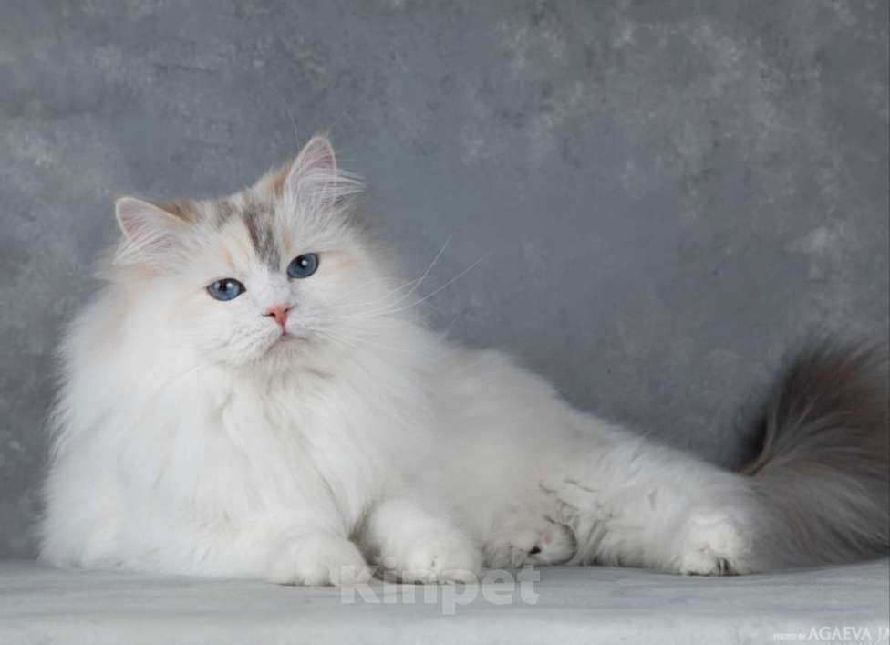 Кошки в Москве: Кошка за символическую плату. Девочка, 8 000 руб. - фото 1