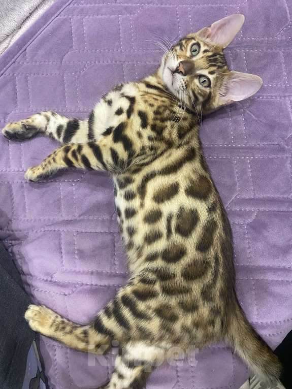 Кошки в Евпатории: Бенгальские котята ben 24 Мальчик, 30 000 руб. - фото 4