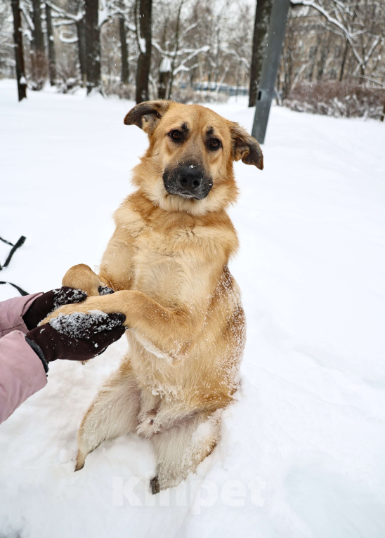 Собаки в Москве: Собака бесплатно Москва Мальчик, Бесплатно - фото 7