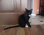 Кошки в Ставрополе: Отдам КОТЕНКА в добрые руки Мальчик, Бесплатно - фото 3