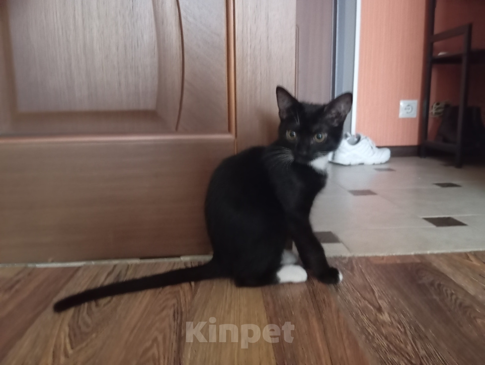 Кошки в Ставрополе: Отдам КОТЕНКА в добрые руки Мальчик, Бесплатно - фото 3