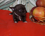 Собаки в Москве: Девочка чихуахуа- шоколад Девочка, 35 000 руб. - фото 4