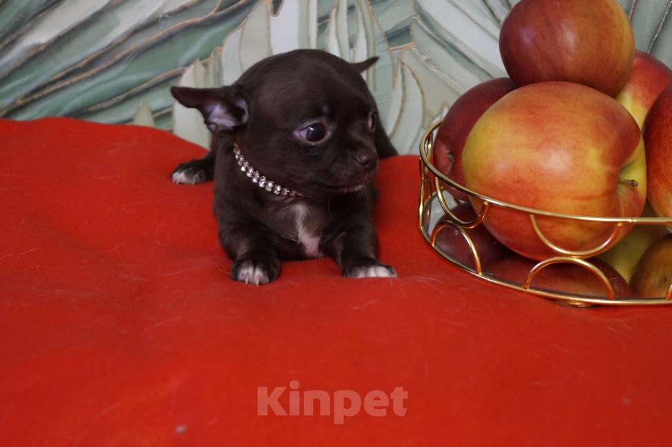 Собаки в Москве: Девочка чихуахуа- шоколад Девочка, 35 000 руб. - фото 4