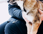 Собаки в Мытищах: Щенок Борис ищет любящую семью Мальчик, Бесплатно - фото 7