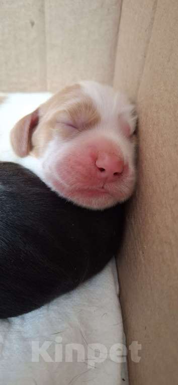 Собаки в Москве: Щенок девочка русский охотничий спаниель  чистокровный Девочка, 10 000 руб. - фото 2