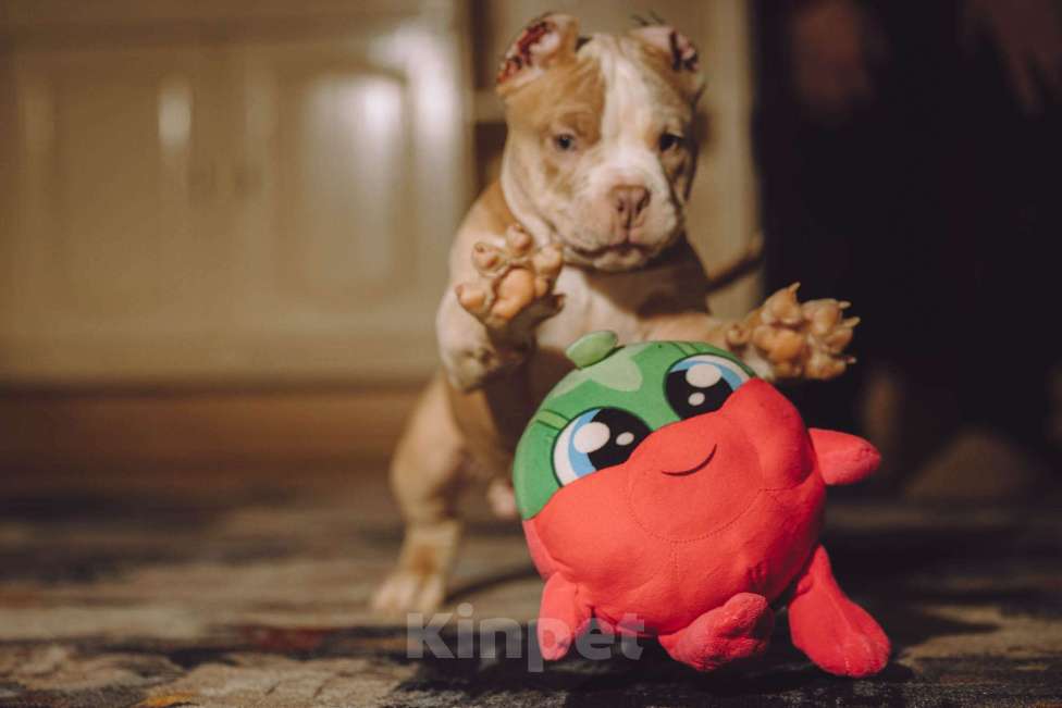 Собаки в Москве: Щенок Американского булли Мальчик, 150 000 руб. - фото 2