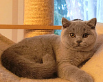 Кошки в Москве: Британские к/ш котята  Девочка, Бесплатно - фото 4