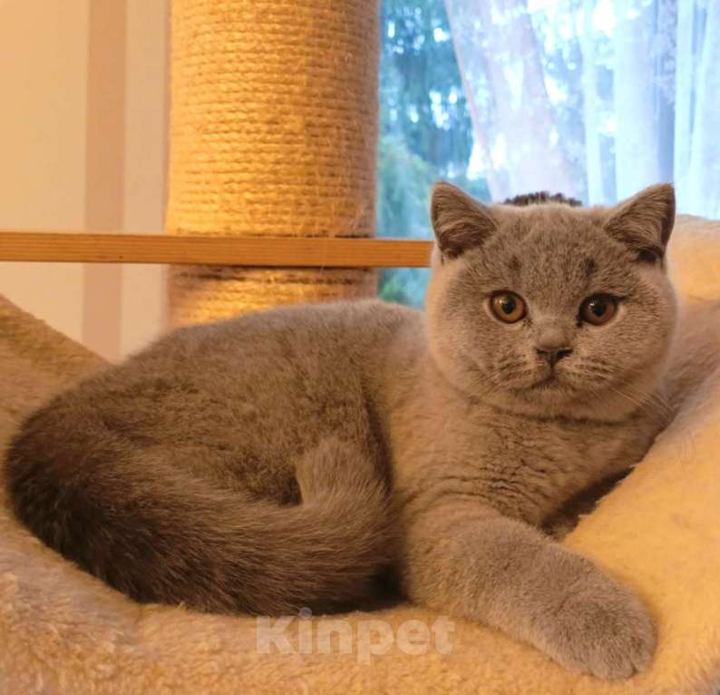 Кошки в Москве: Британские к/ш котята  Мальчик, Бесплатно - фото 3