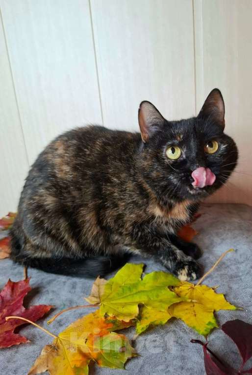 Кошки в Москве: Черепаховая кошка в добрые руки  Девочка, Бесплатно - фото 8