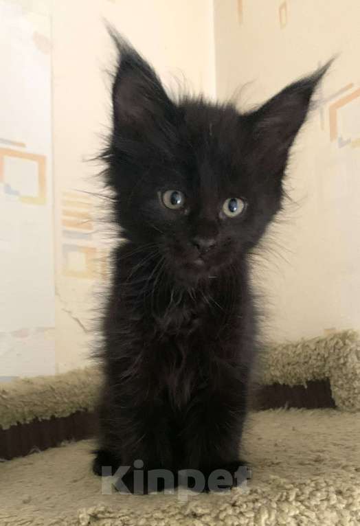 Кошки в Пушкино: КОТЯТА МЕЙН-КУН Мальчик, 45 000 руб. - фото 9