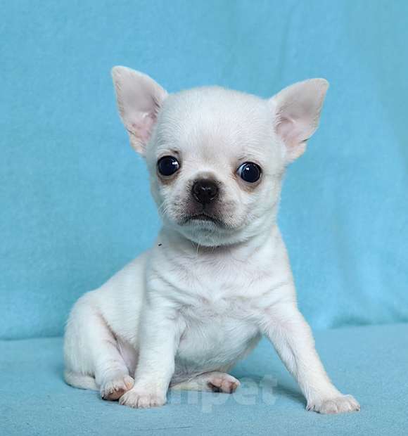 Собаки в Москве: Чихуахуа. Девочка Девочка, 60 000 руб. - фото 5