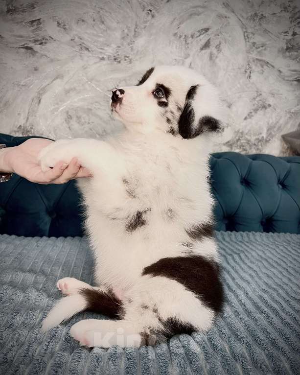 Собаки в Ростове-на-Дону: Щенок Девочка, 60 000 руб. - фото 4