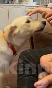 Собаки в других городах Московской области: Дэми якутенок Девочка, Бесплатно - фото 1