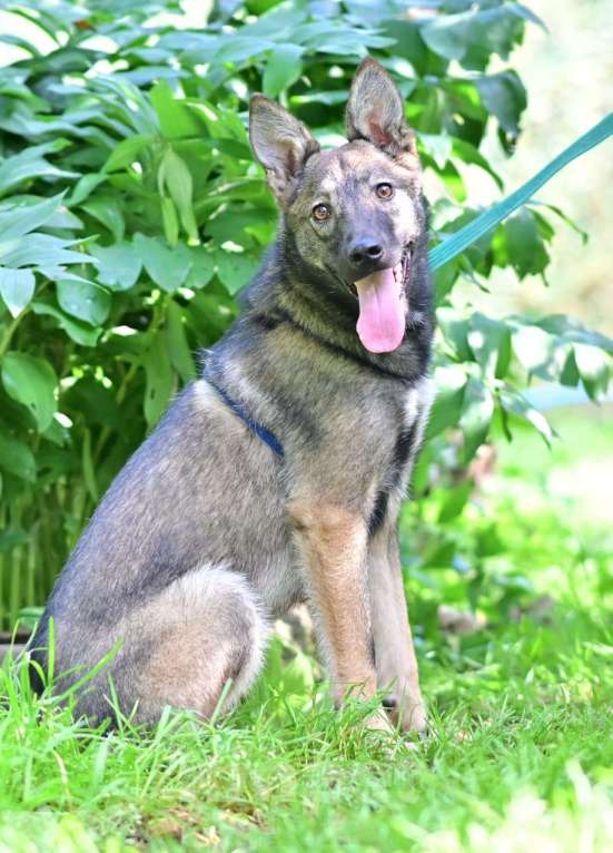 Собаки в Москве: Маленькая собачка Рита ищет дом Девочка, 1 руб. - фото 3